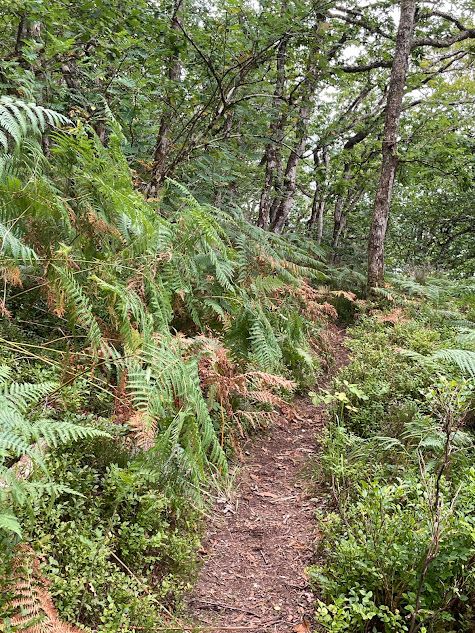 Lerryn Woods